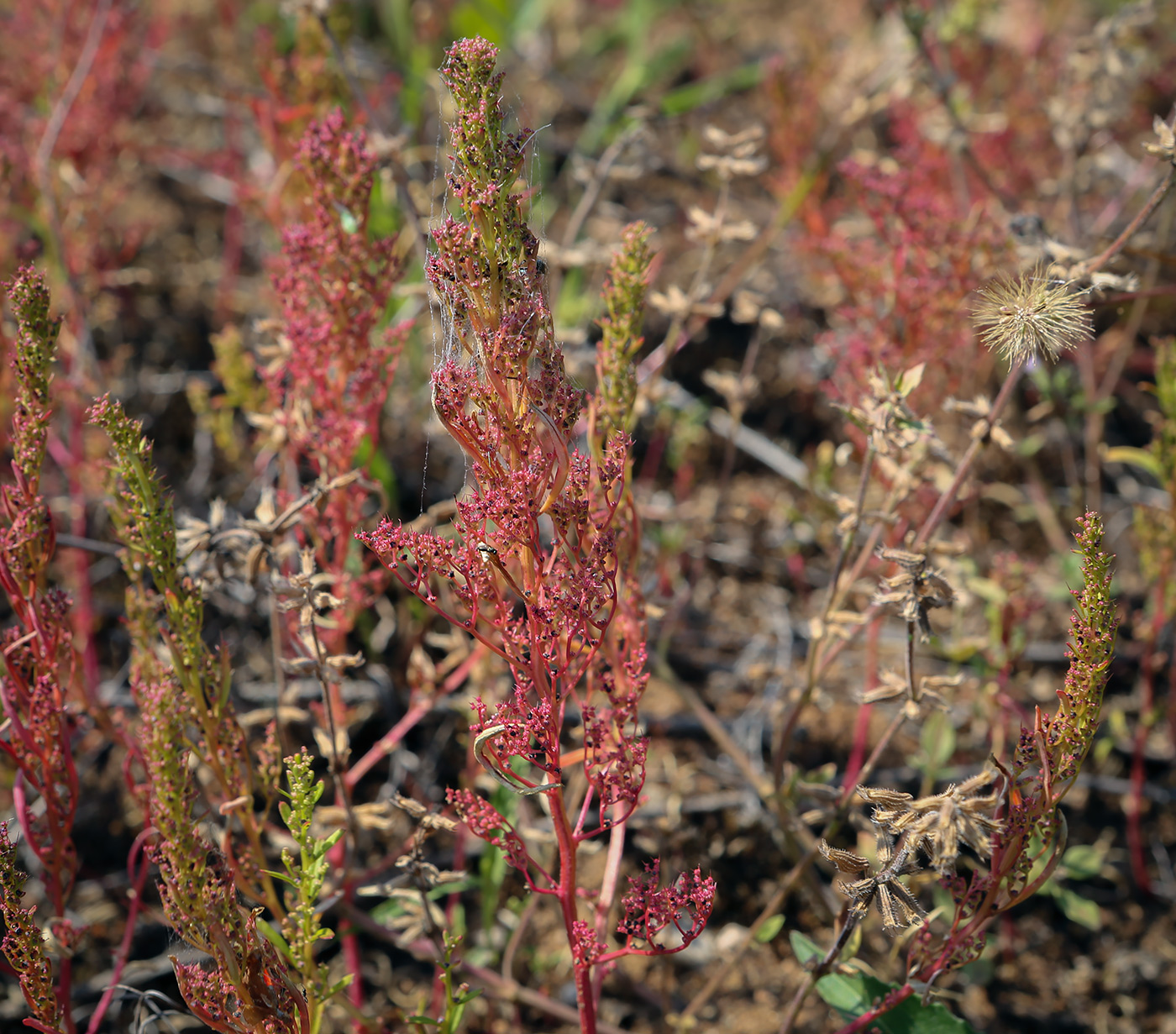 Image of Teloxys aristata specimen.