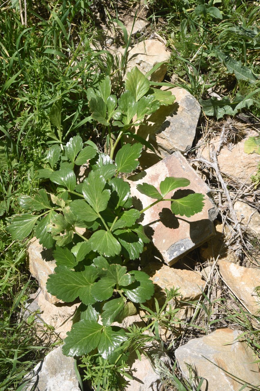 Image of familia Apiaceae specimen.