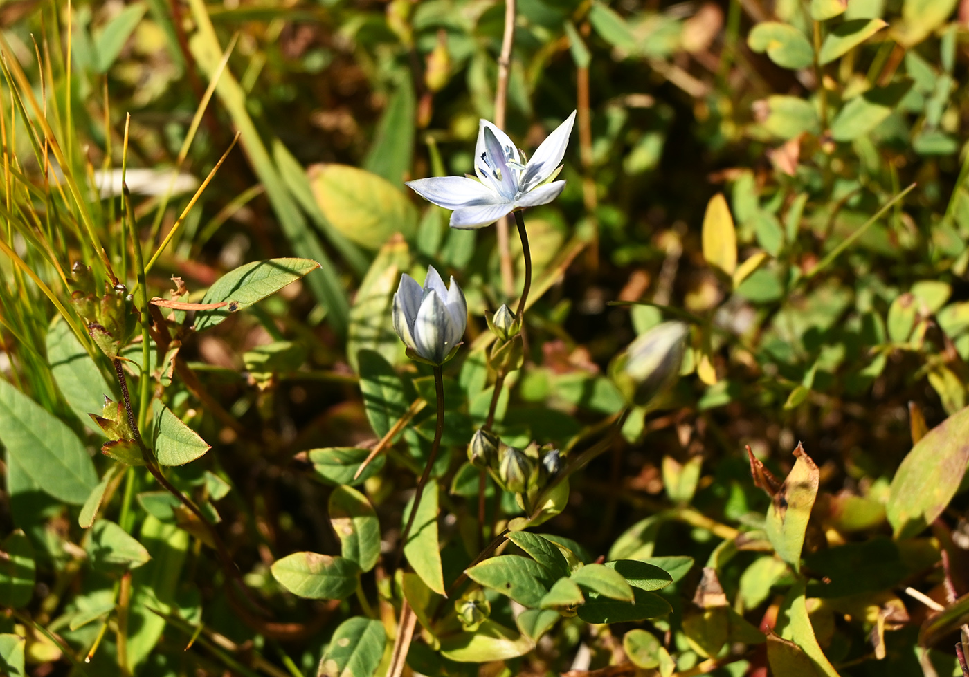 Image of Lomatogonium carinthiacum specimen.