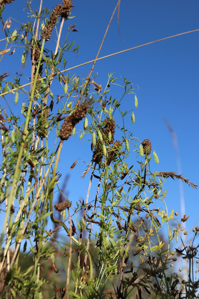 Image of Vicia tetrasperma specimen.