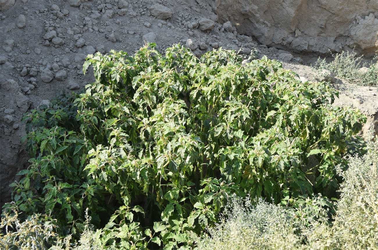 Image of Datura stramonium specimen.