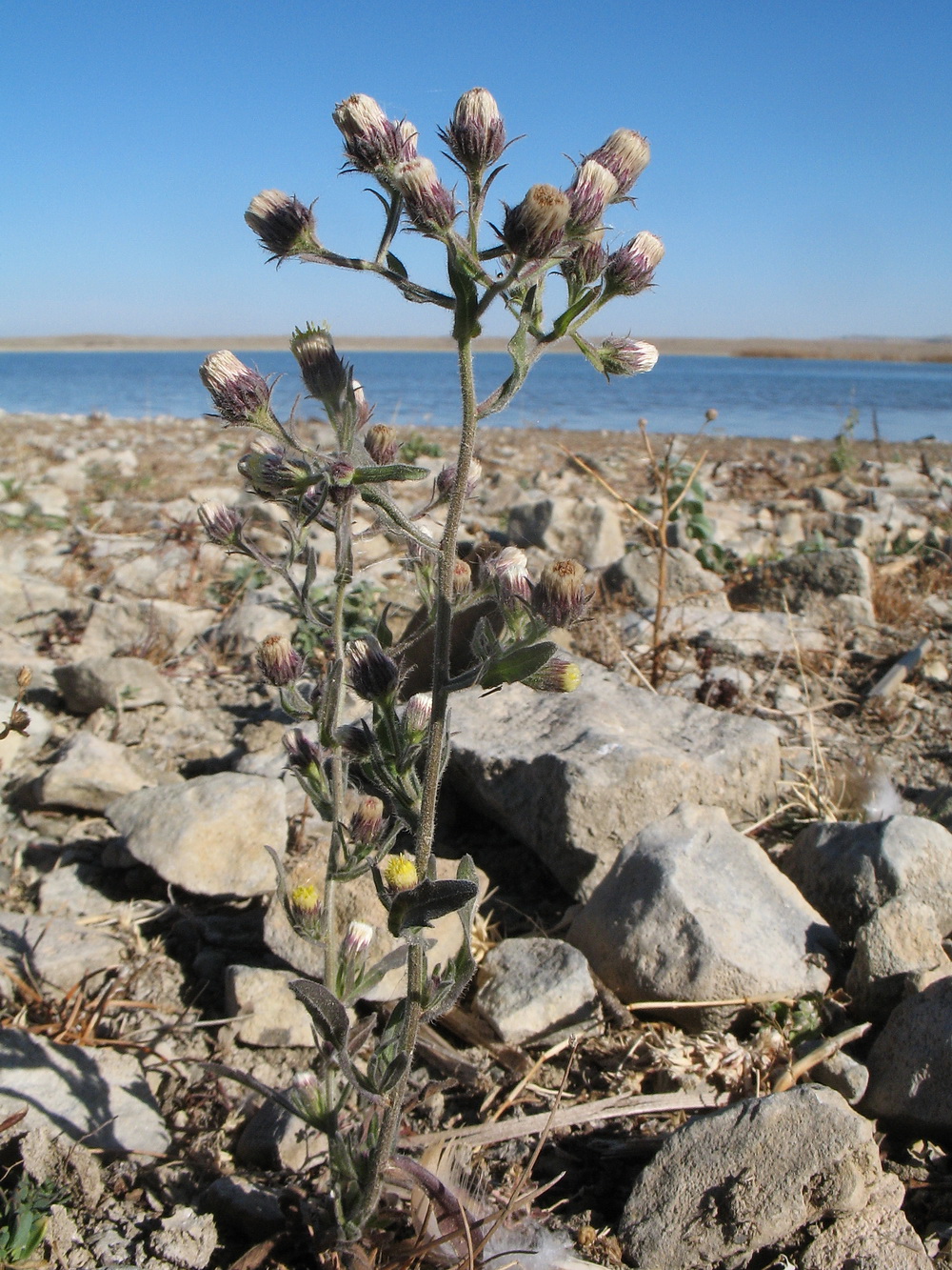 Image of Erigeron khorassanicus specimen.
