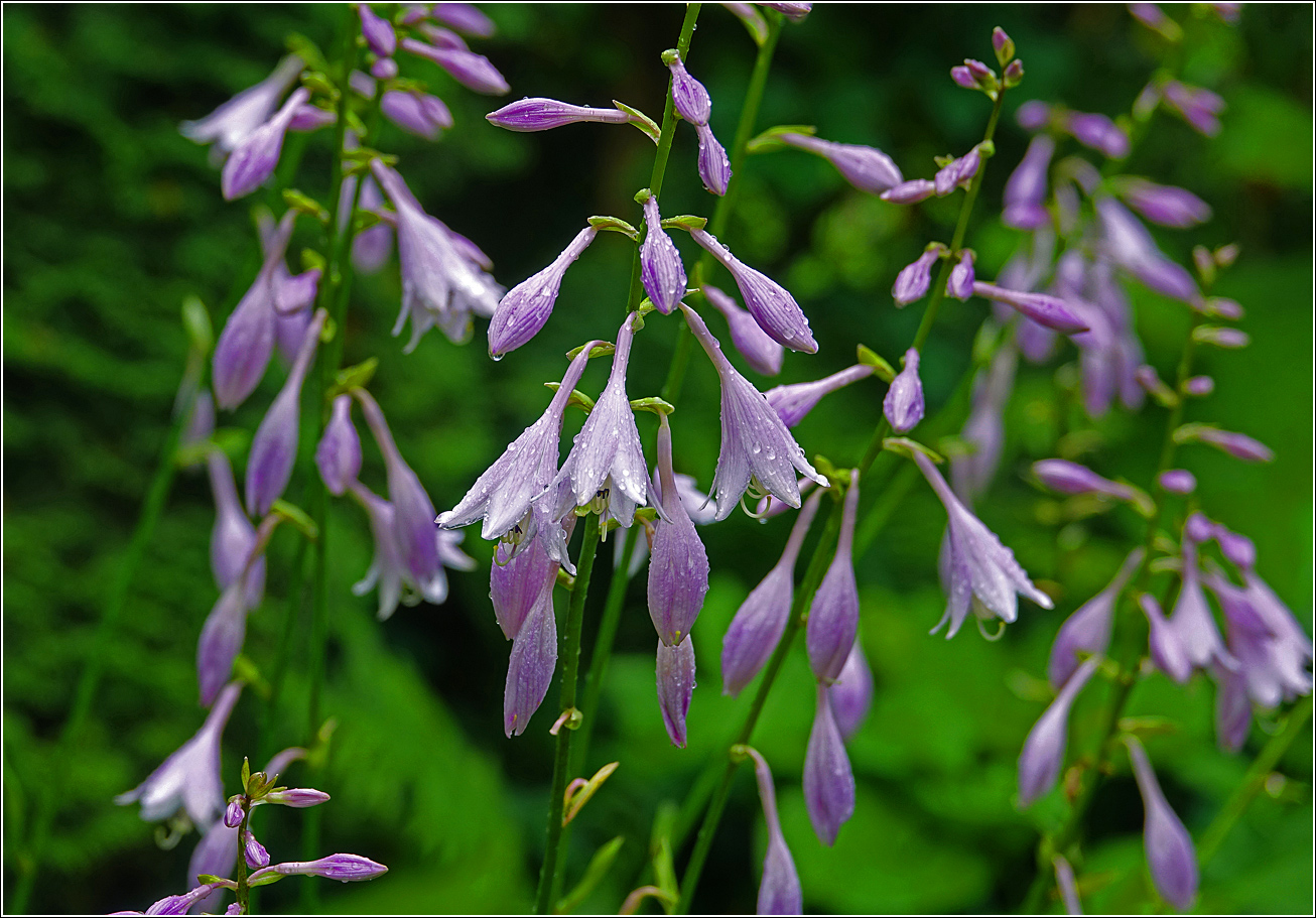 Image of Hosta albomarginata specimen.