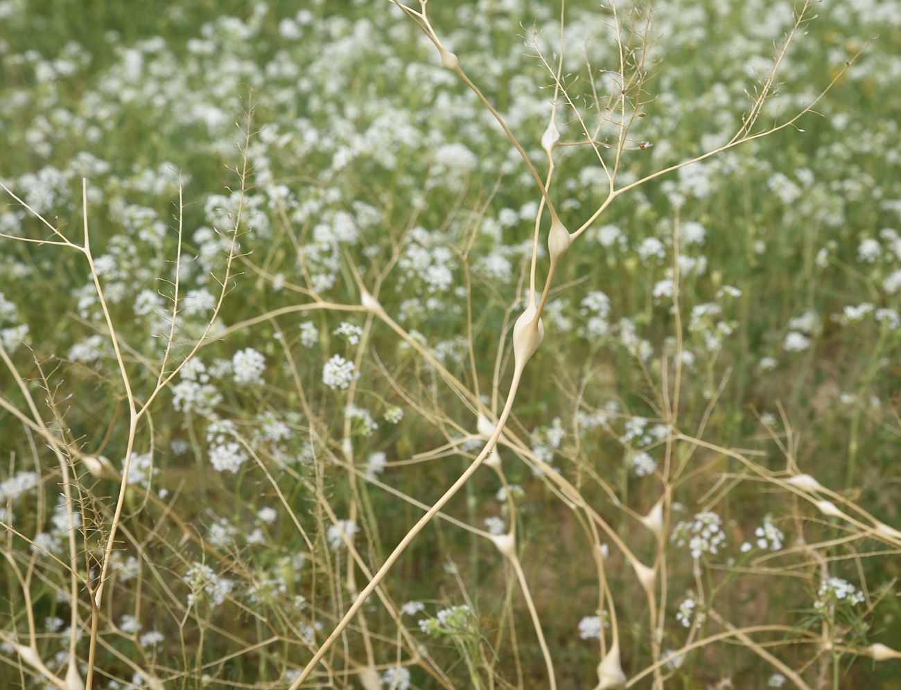 Image of Lepidium vesicarium specimen.