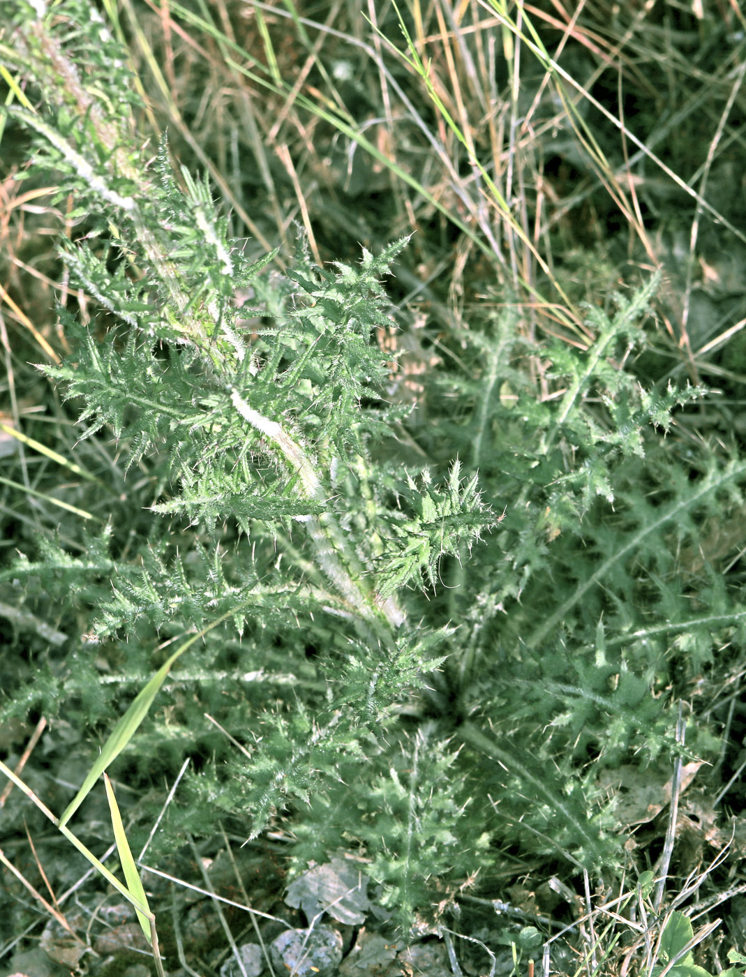 Изображение особи Cirsium palustre.
