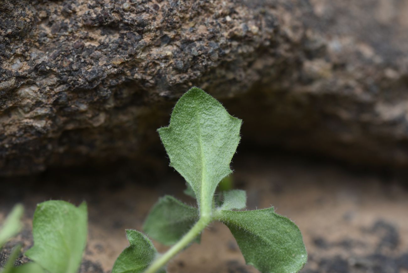 Изображение особи Arabis farinacea.