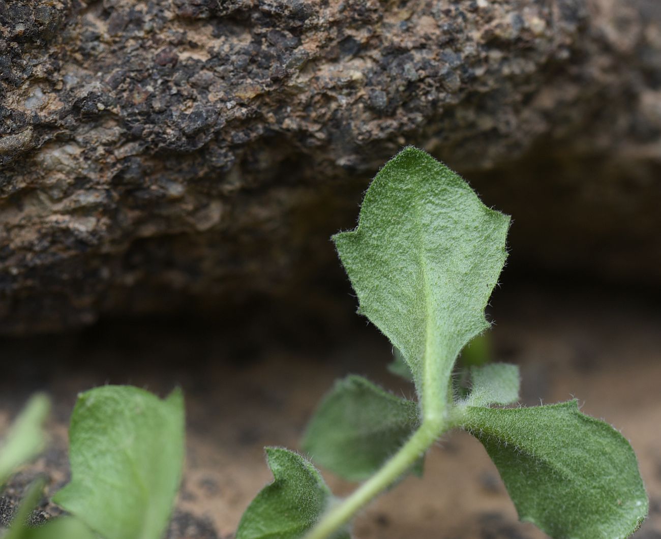 Изображение особи Aubrieta canescens.