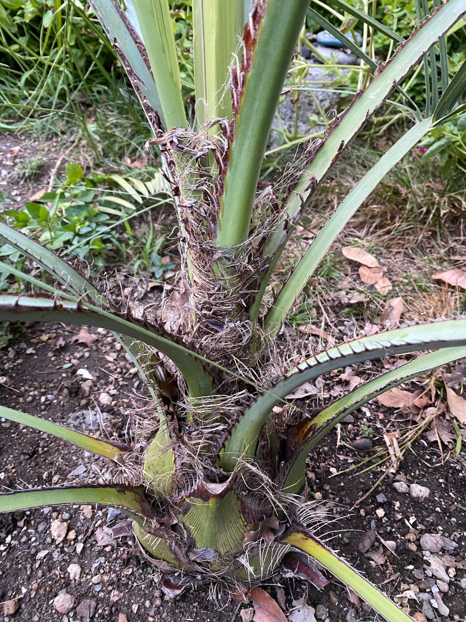 Изображение особи род Butia.