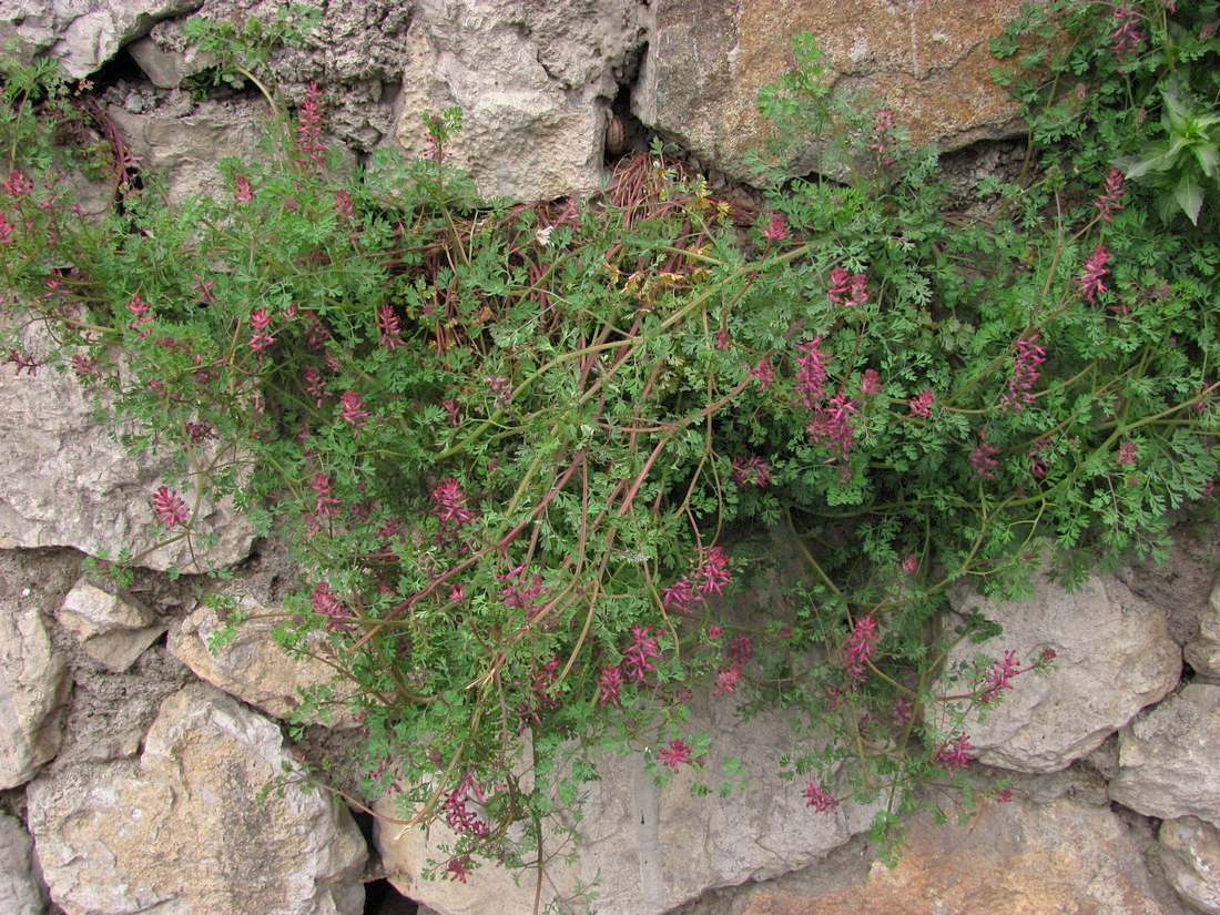 Изображение особи Fumaria officinalis.