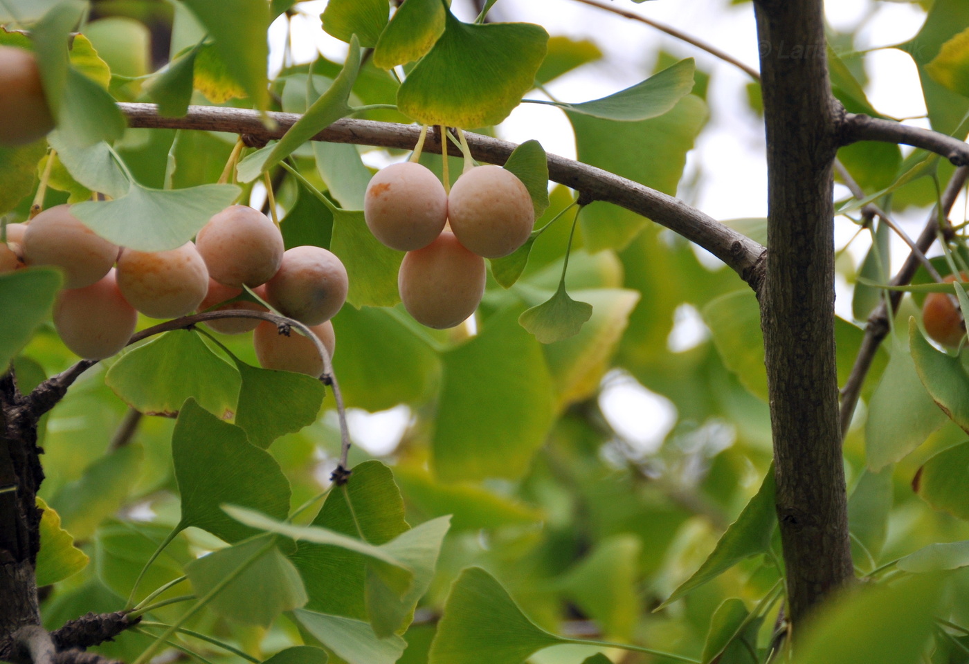 Image of Ginkgo biloba specimen.