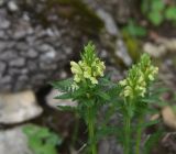 Image of taxon representative. Author is Александр Лебедев