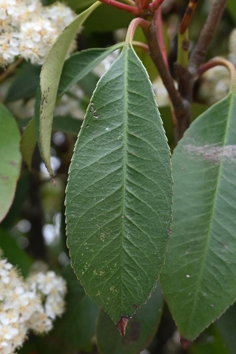 Изображение особи Photinia serratifolia.