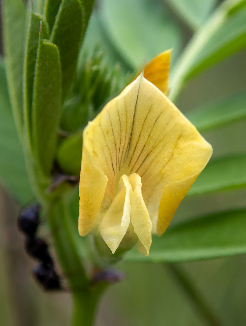 Изображение особи Vicia grandiflora.