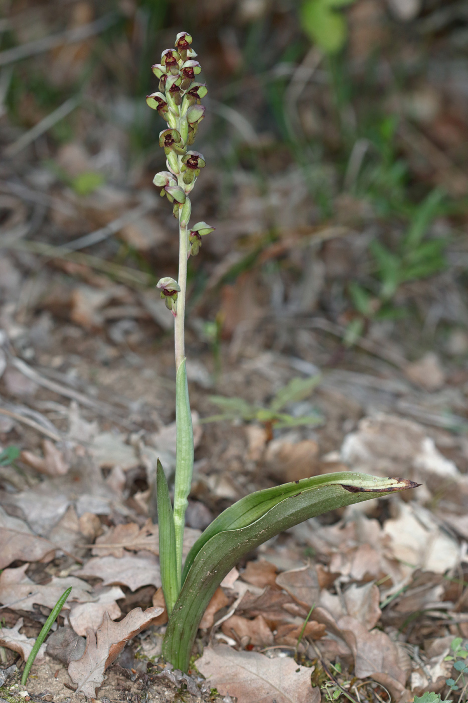 Изображение особи Steveniella satyrioides.