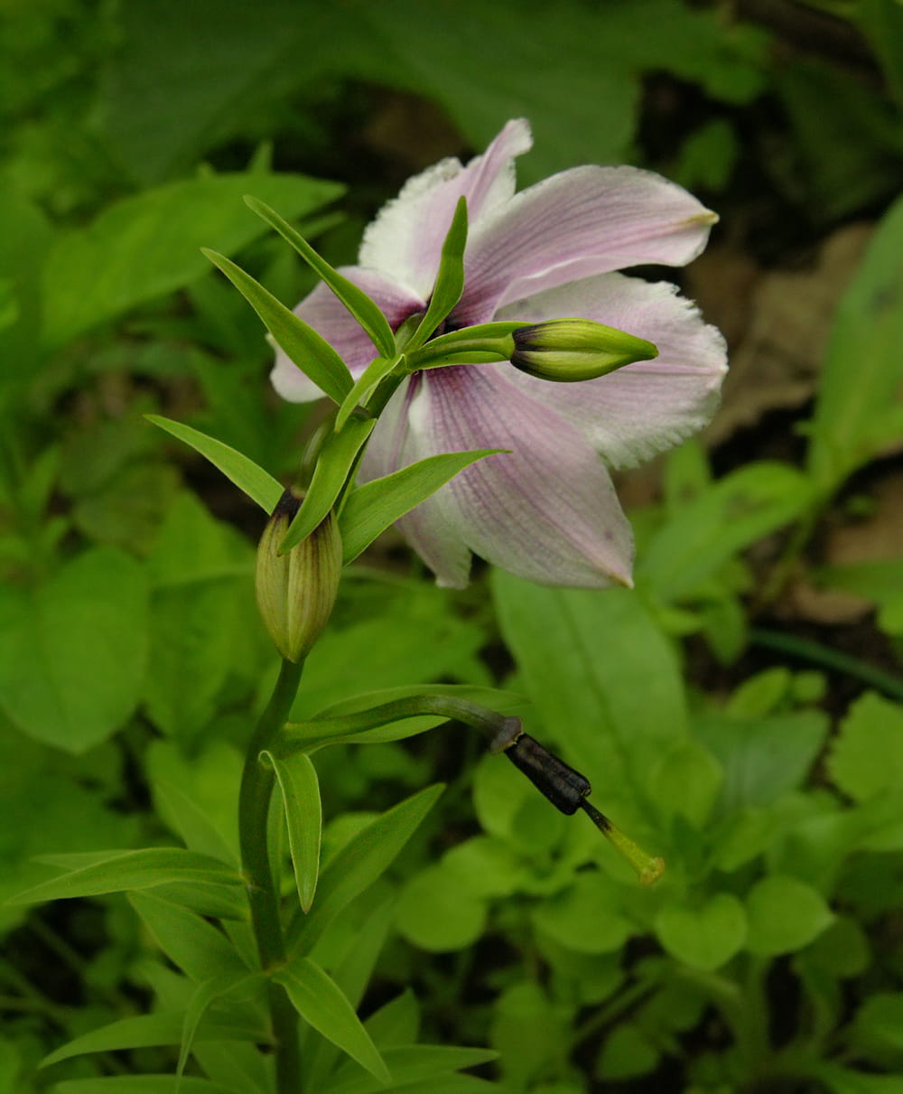 Изображение особи Nomocharis farreri.