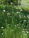 Galium triandrum. Верхушка цветущего побега. Ульяновская обл., Мелекесский р-н, окр. пос. Вишенка, Медвежий овраг, берёзовое редколесье, луг на дне балки. 15.06.2024.
