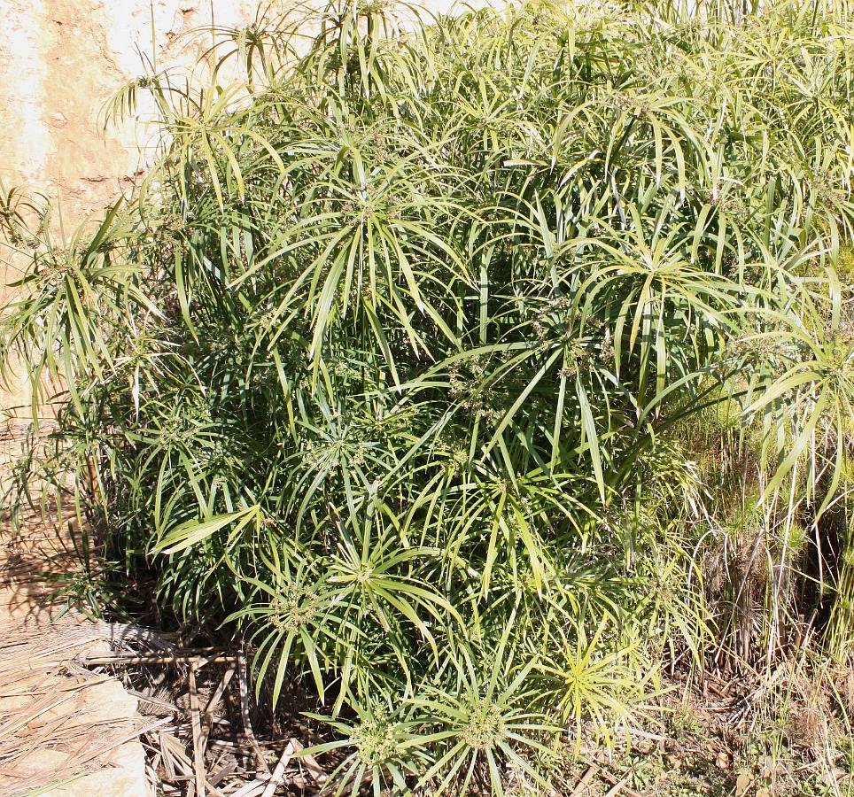 Изображение особи Cyperus involucratus.