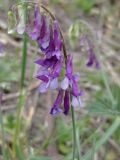 Vicia villosa. Соцветие. ЛНР, г. Северодонецк, обочина дороги. 11.05.2026.