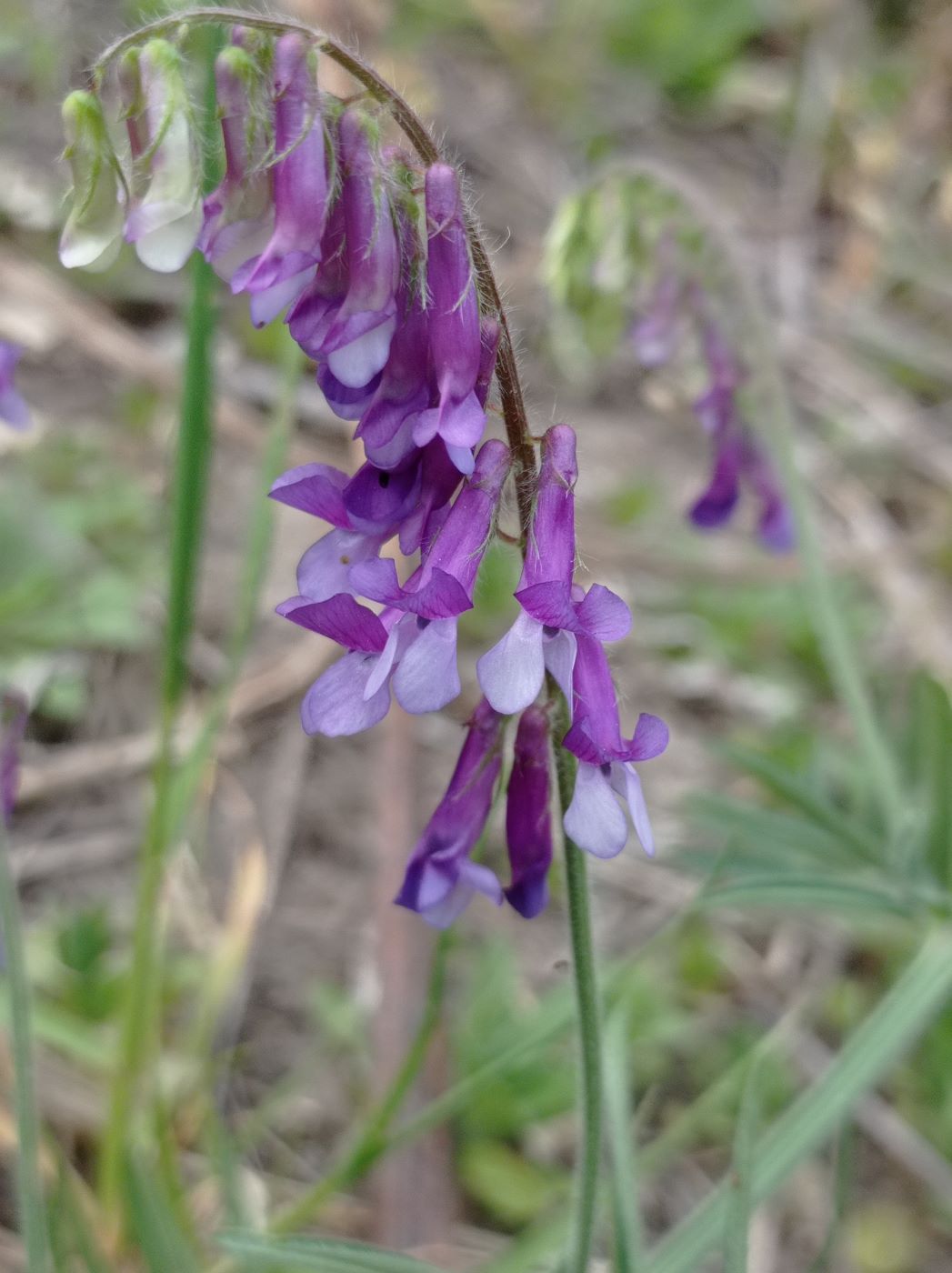 Image of Vicia villosa specimen.