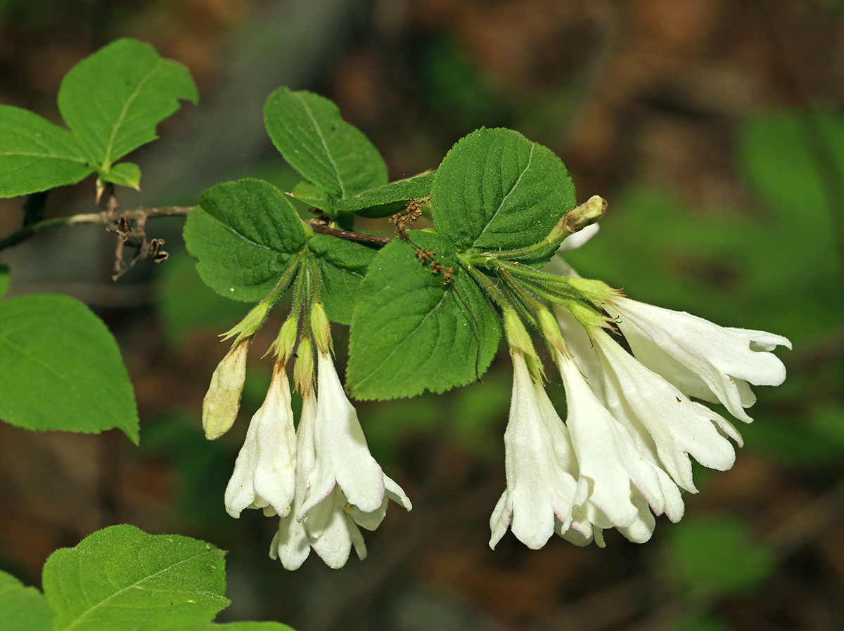 Image of Weigela praecox specimen.