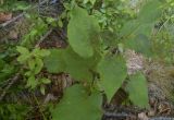 Eurybia macrophylla