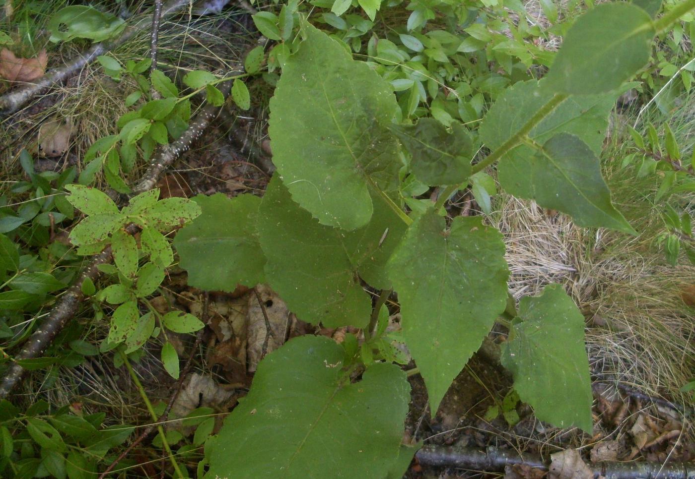 Image of Eurybia macrophylla specimen.