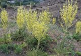 Verbascum speciosum. Цветущие растения. Азербайджан, Нахчыван, Шахбузский р-н, окр. с. Кюлюс, степной склон. 05.07.2026.