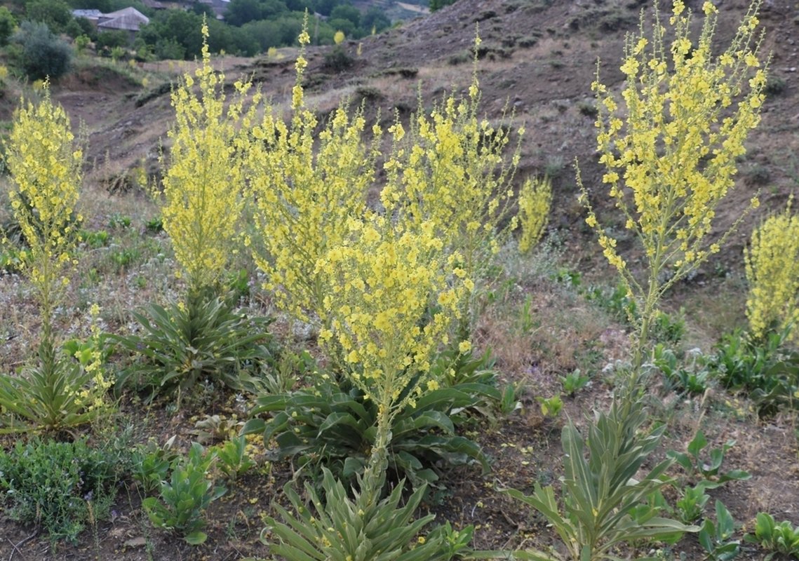 Image of Verbascum speciosum specimen.