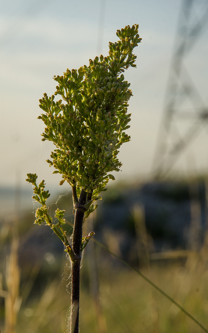 Image of genus Silene specimen.