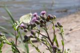 Cirsium arvense. Верхушки побегов с соцветиями с кормящейся бабочкой Pieris rapae и божьей коровкой. Беларусь, Брестская обл., Каменецкий р-н, окр. дер. Верховичи, пруд Сипурка, на песчаном берегу. 01.07.2026.