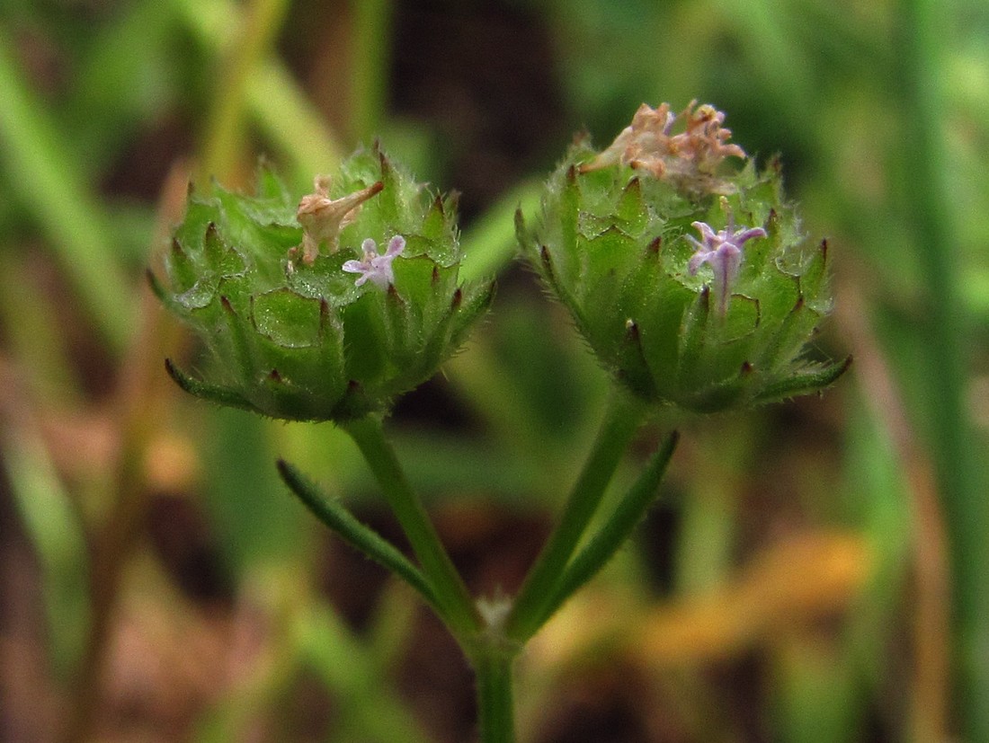 Image of Valerianella lasiocarpa specimen.