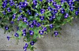 Torenia fournieri. Верхушки побегов с соцветиями и завязавшимися плодами. Италия, Римини, в культуре. 19.06.2010.