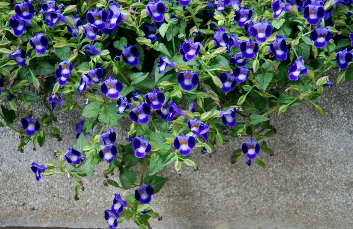 Image of Torenia fournieri specimen.
