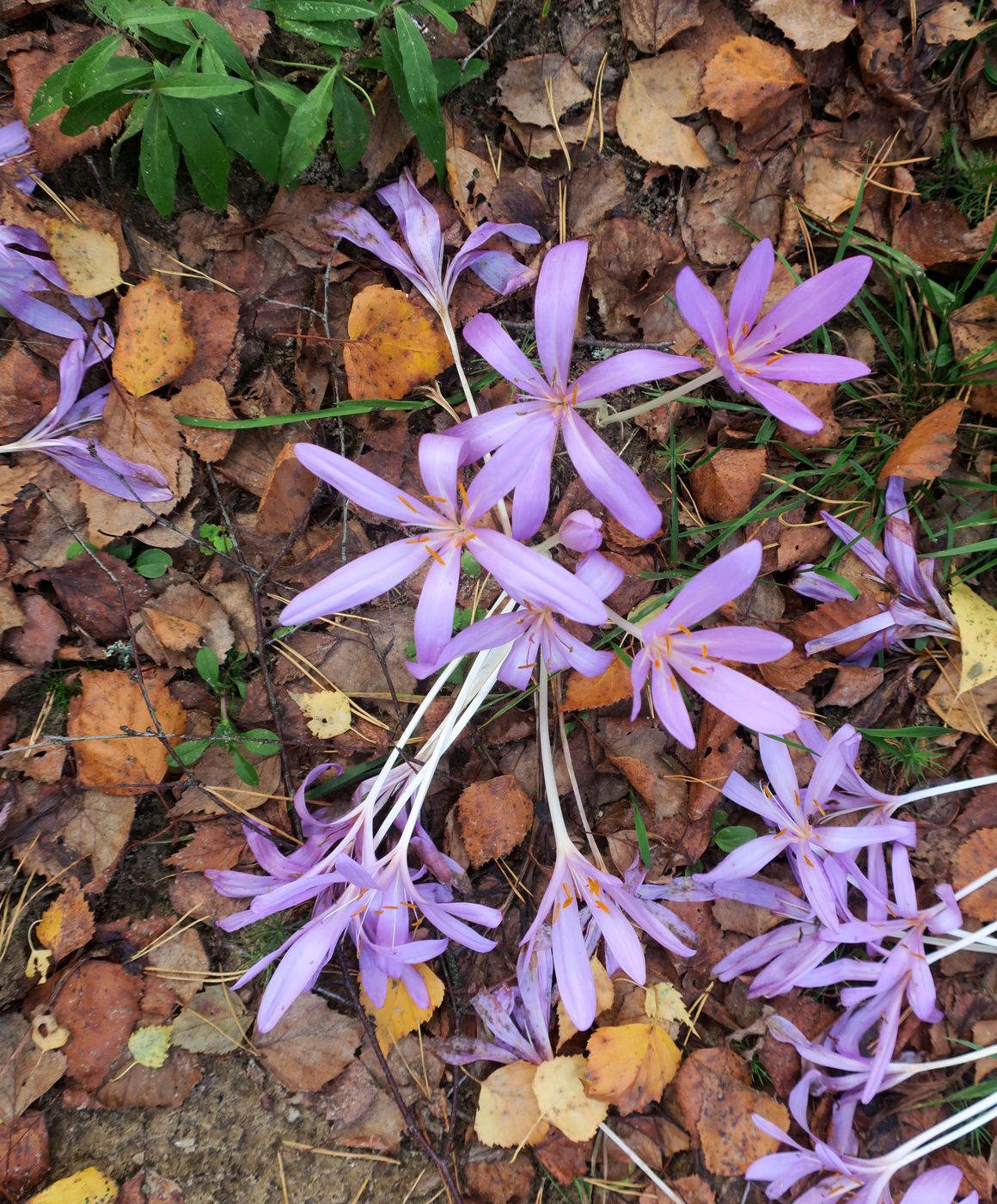 Изображение особи Colchicum autumnale.