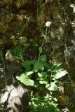 Valeriana alliariifolia. Растение с развивающимся соцветием. Турция, ил Артвин, р-н Юсуфели, 250 м ниже дер. Гюльпынар, выс. 1500 м н.у.м., у скалы. 13 июня 2026 г.