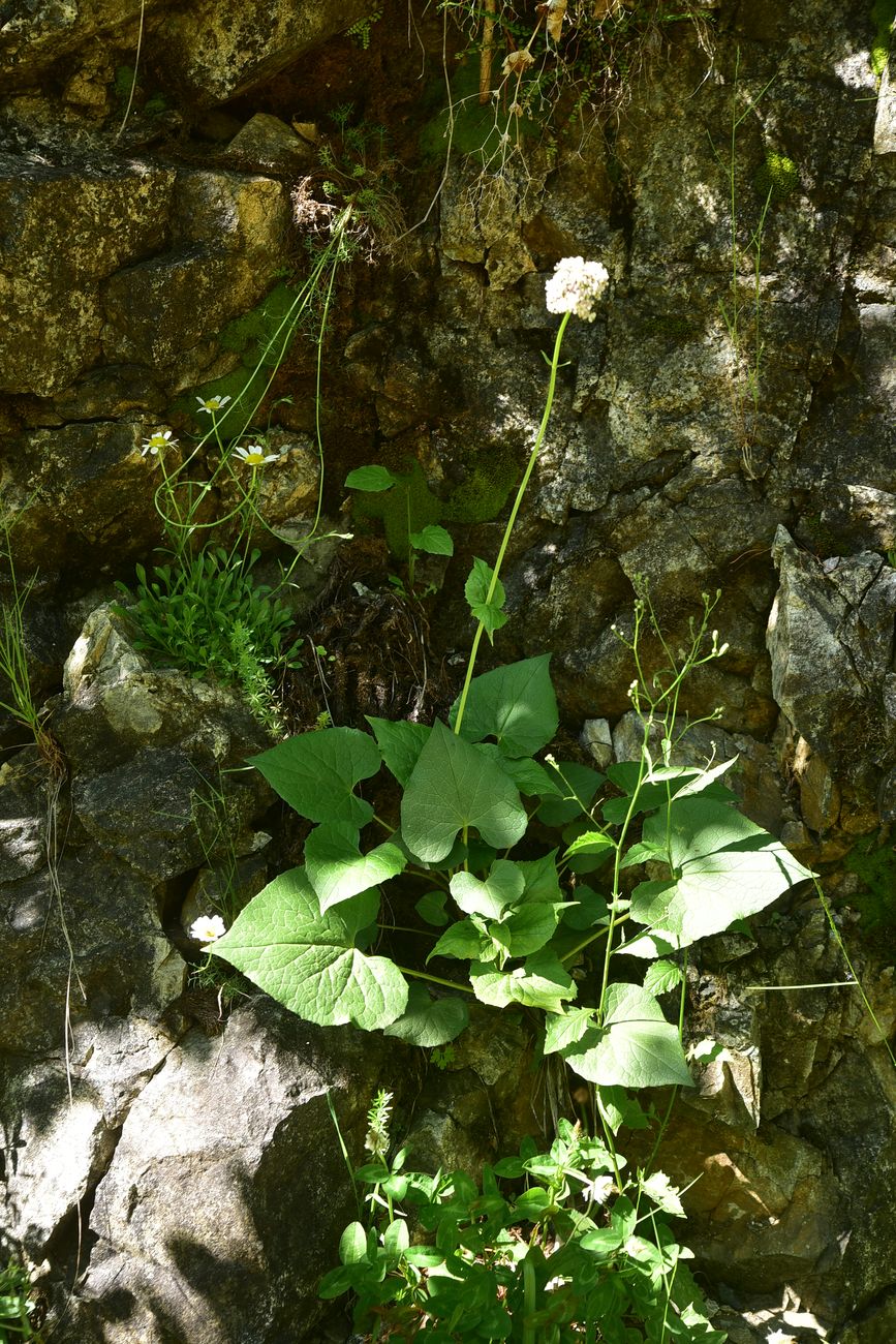 Image of Valeriana alliariifolia specimen.