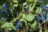 Populus tremula. Часть ветви с погрызенными листьями. Беларусь, Витебская обл., окр. дер. Местечко, побережье оз. Езерище, лиственный лес, опушка. 18.07.2026.