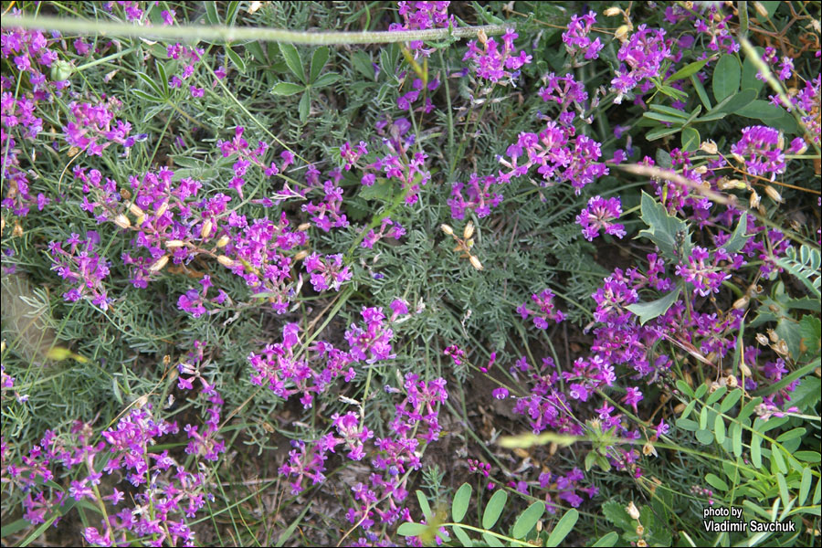 Изображение особи Astragalus tauricus.