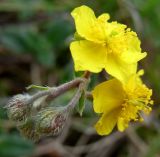 Helianthemum canum