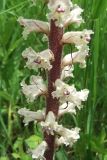 Orobanche pallidiflora