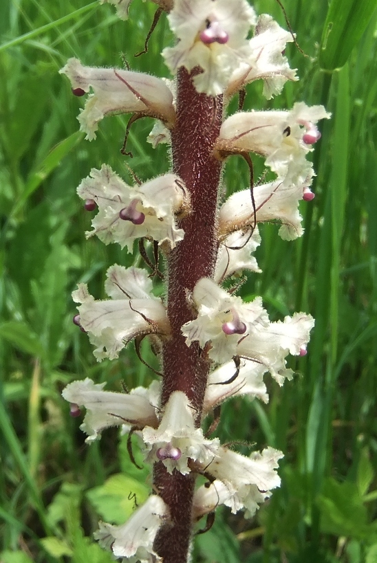 Изображение особи Orobanche pallidiflora.