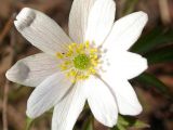 Anemone nemorosa. Цветок. Под тычинками на лепестке - трипс (Thysanoptera). Окр. Санкт-Петербурга, Песочное. 3 мая 2004 г.