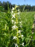 Platanthera bifolia. Соцветие. Новосибирская обл., Искитимский р-н, пгт Линёво, разнотравный луг. 16 июня 2011 г.