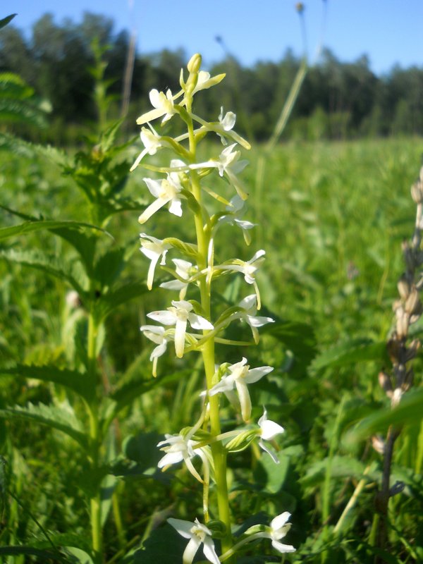 Image of Platanthera bifolia specimen.