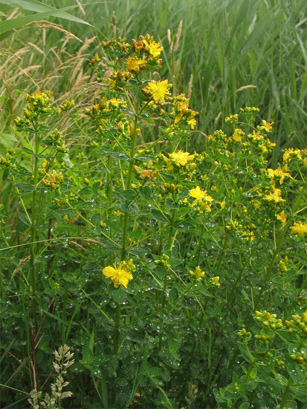 Изображение особи Hypericum maculatum.