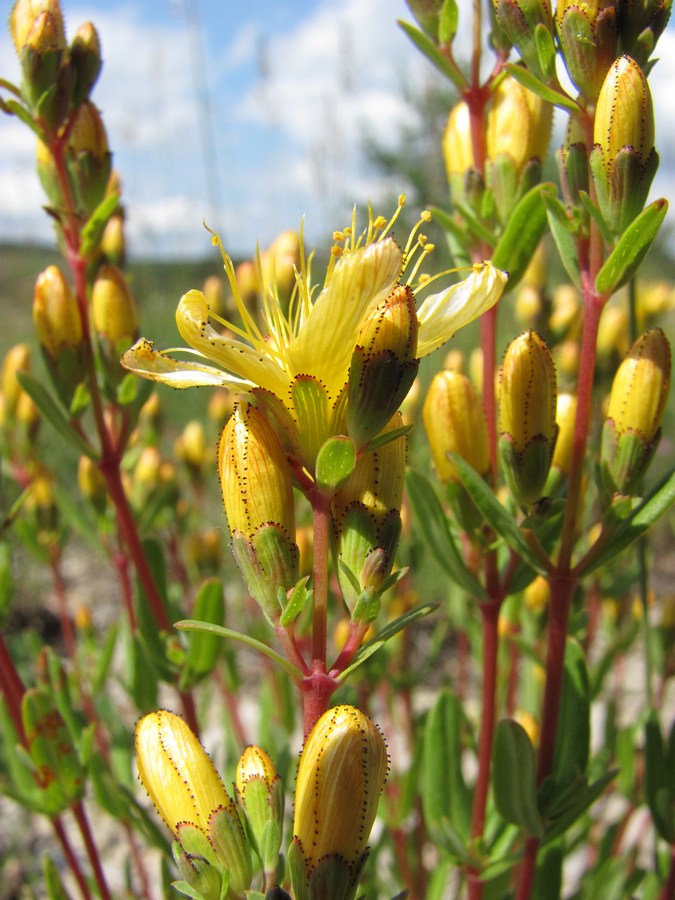 Image of Hypericum linarioides ssp. alpestre specimen.