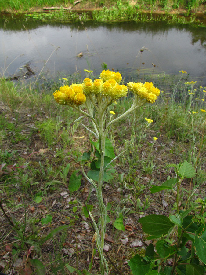 Изображение особи Helichrysum arenarium.