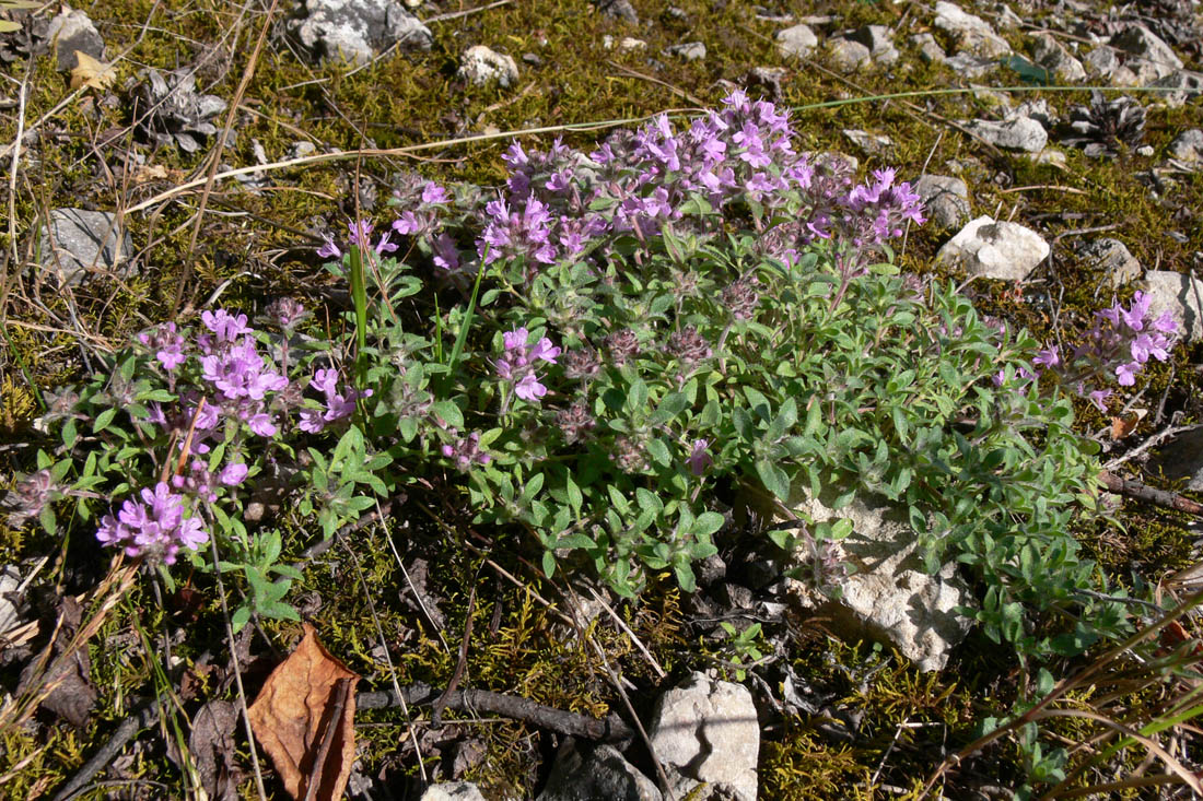 Изображение особи Thymus hirticaulis.