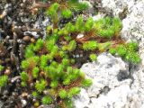 Selaginella rupestris