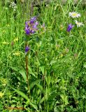 Campanula glomerata. Цветущее на лугу растение. Украина, Ивано-Франковская обл., Надворнянский р-н, природный заповедник \"Горганы\", территория усадьбы Горганского лесничества. 18 июня 2011 г.